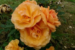 ARIZONA SUN (floribunda)